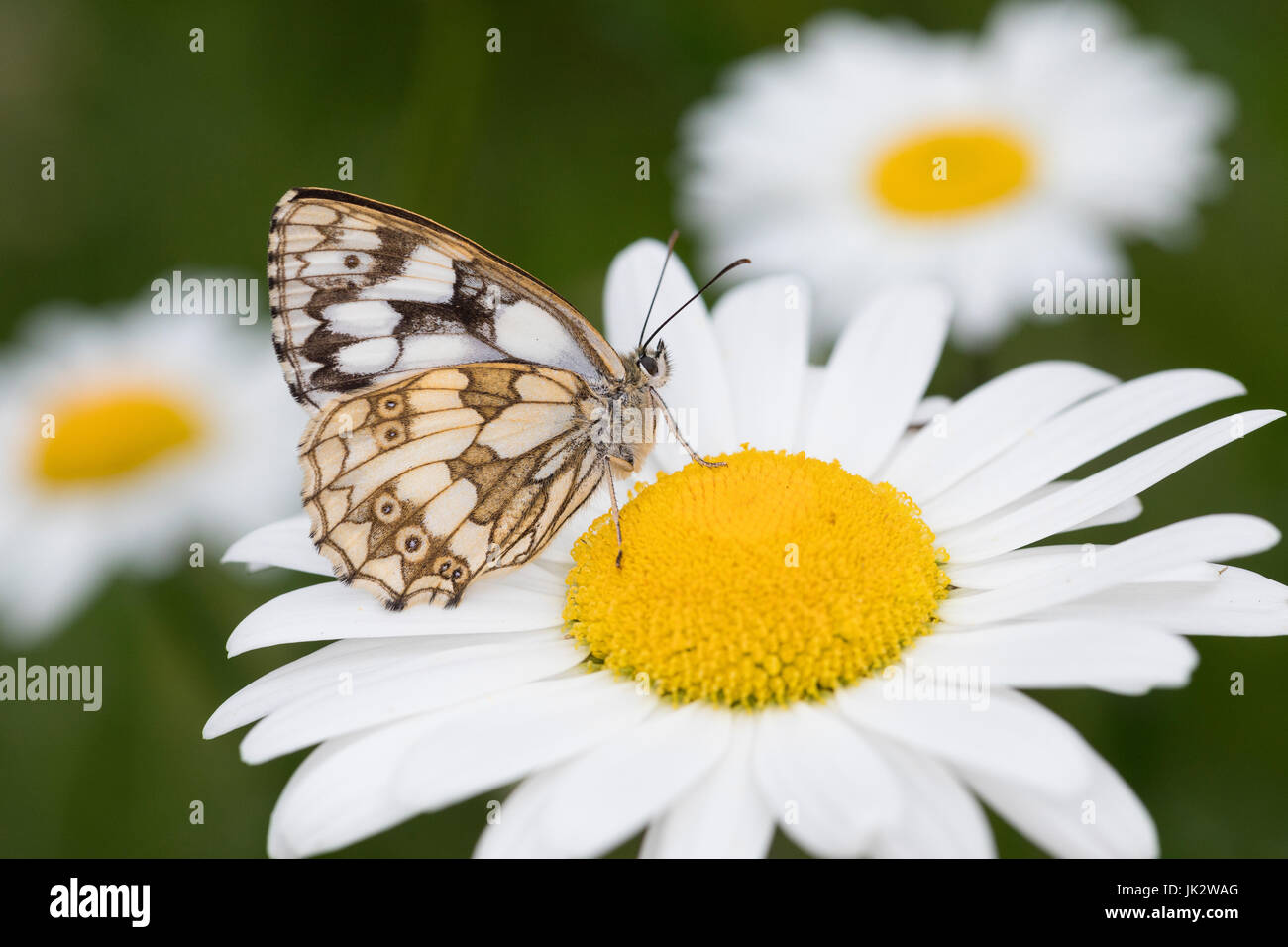 Schachbrett, Schachbrett-Falter, Schachbrettfalter, Damenbrett, Melanargia galathea, marbled white, Le Demi-deuil, Échiquier, Échiquier commun, Arge g Stock Photo