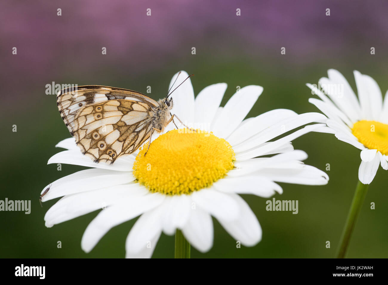 Schachbrett, Schachbrett-Falter, Schachbrettfalter, Damenbrett, Melanargia galathea, marbled white, Le Demi-deuil, Échiquier, Échiquier commun, Arge g Stock Photo