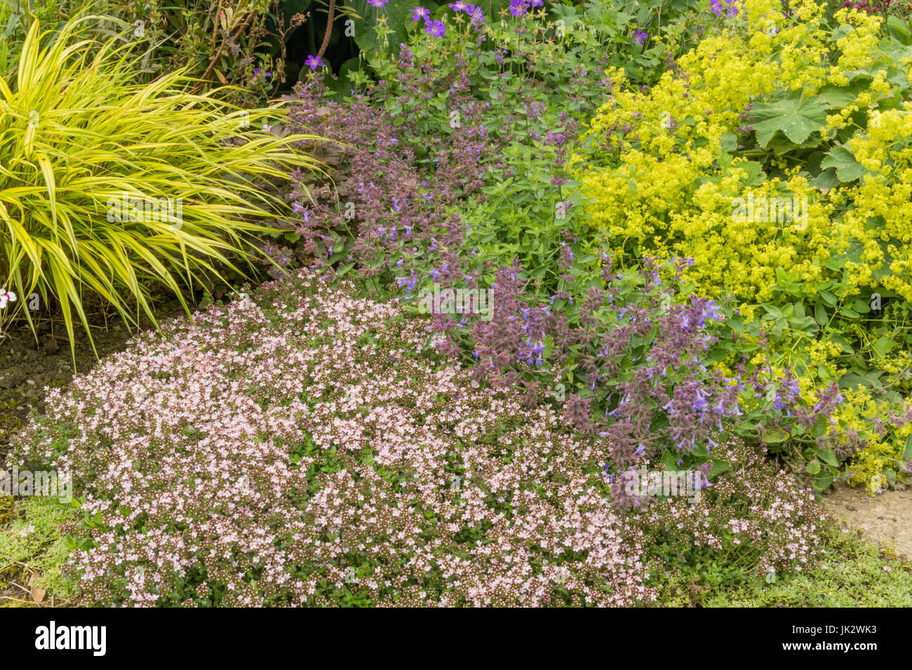 Dwarf thyme hi-res stock photography and images - Alamy