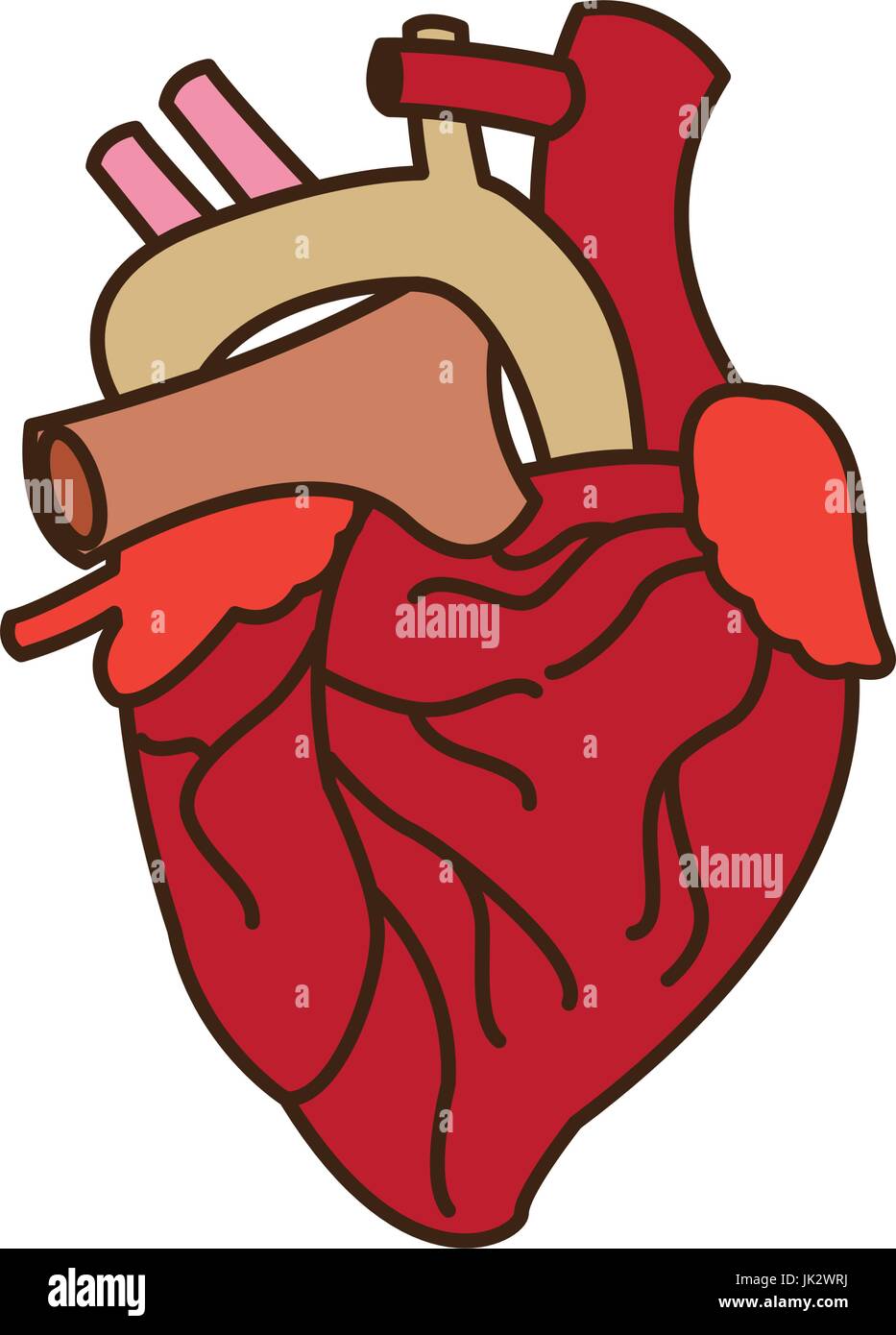 human heart medical anatomical artery Stock Vector Image & Art - Alamy