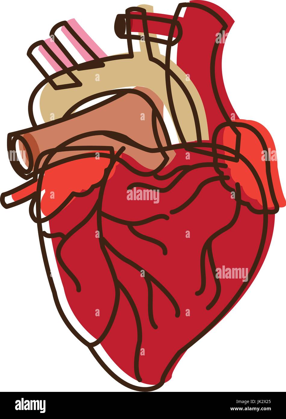 human heart medical anatomical artery Stock Vector Image & Art - Alamy