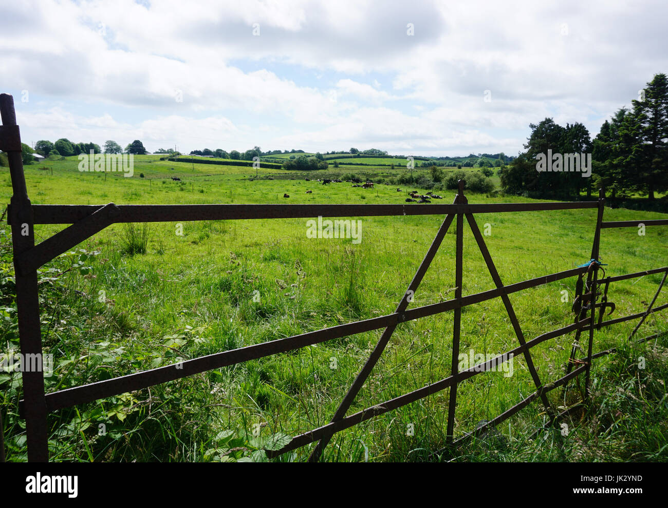 Field with closed metal gate and cattle in the Countryside  near Omagh County Tyrone Ireland Stock Photo