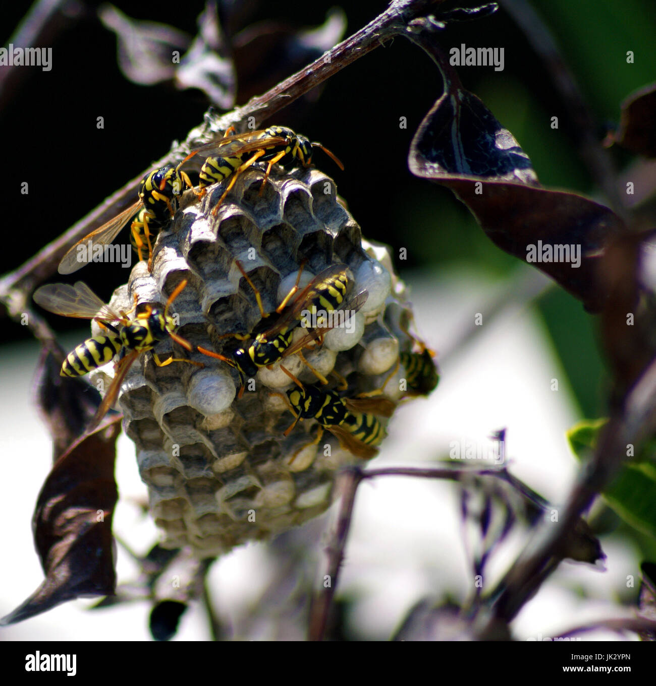 Close up of a group of Hornets Building a  Nest in Spain Stock Photo
