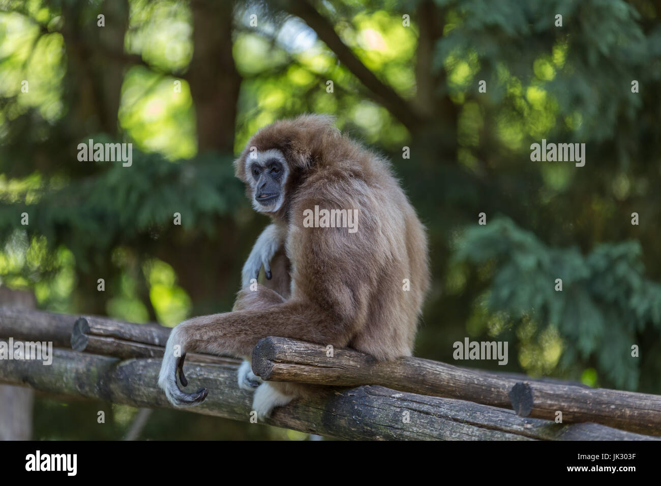 Endangered, cute, agile furry wild primate, Gibon sitting on a lader looking around. Stock Photo