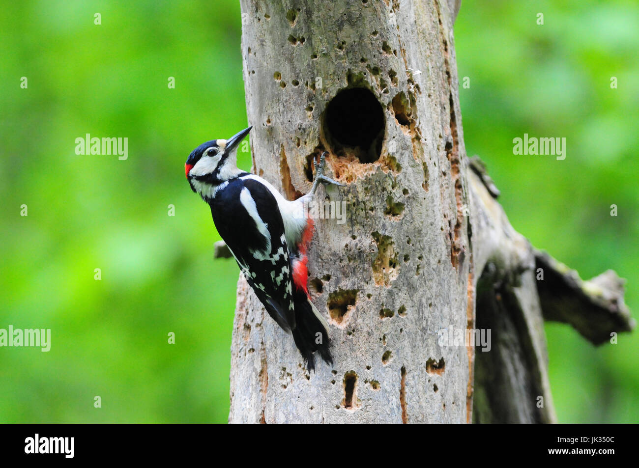 British Birds Nest Hi res Stock Photography And Images Alamy british-birds-nest-hi-res-stock-photography-and-images-alamy