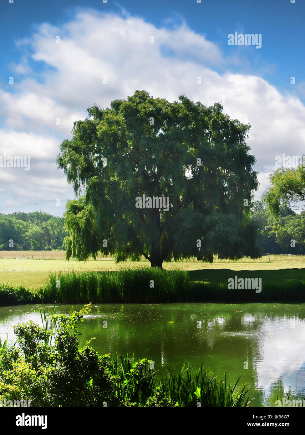 Willow tree in a meadow on a summer day Stock Photo - Alamy