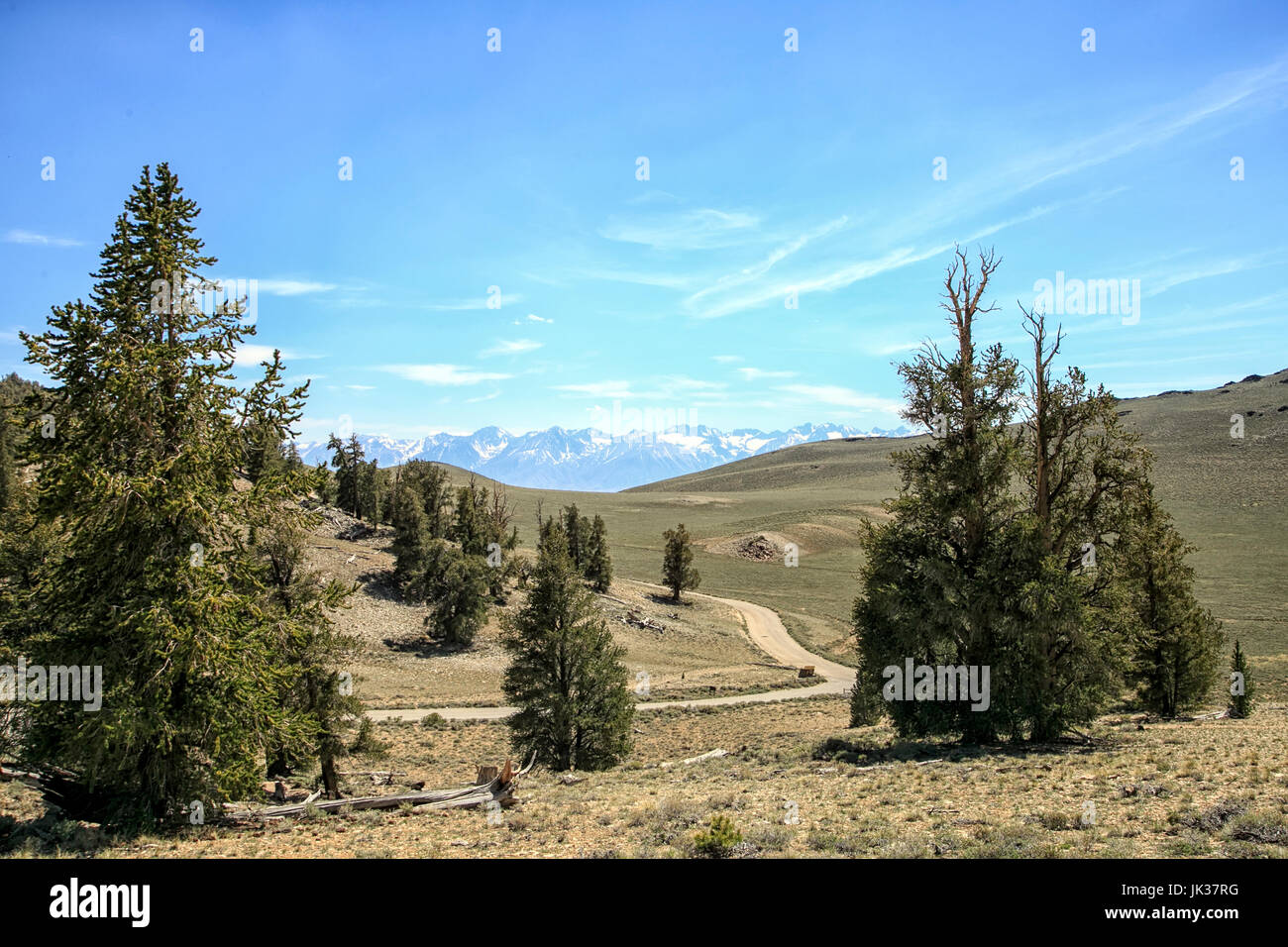 View of White Mountains From Ancient Bristlecone Pine Tree, California Stock Photo