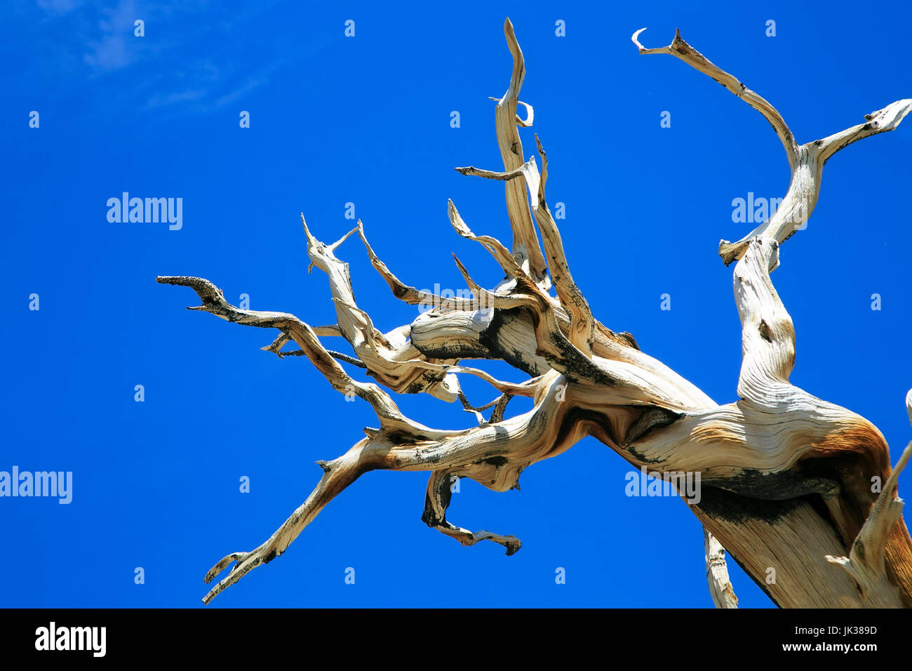 Trees of Ancient Bristlecone Pine Tree, California Stock Photo Alamy