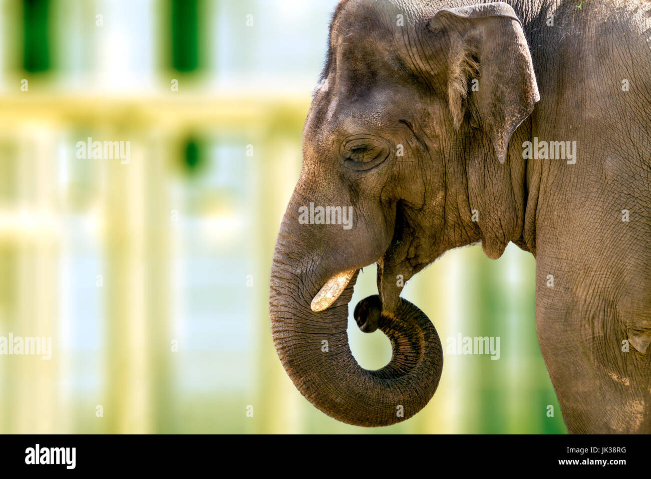 Image of the head of a large animal elephant in the zoo Stock Photo