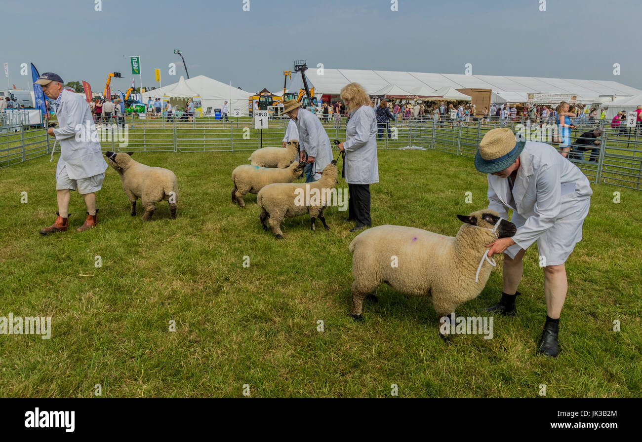 Royal cheshire show hires stock photography and images Alamy