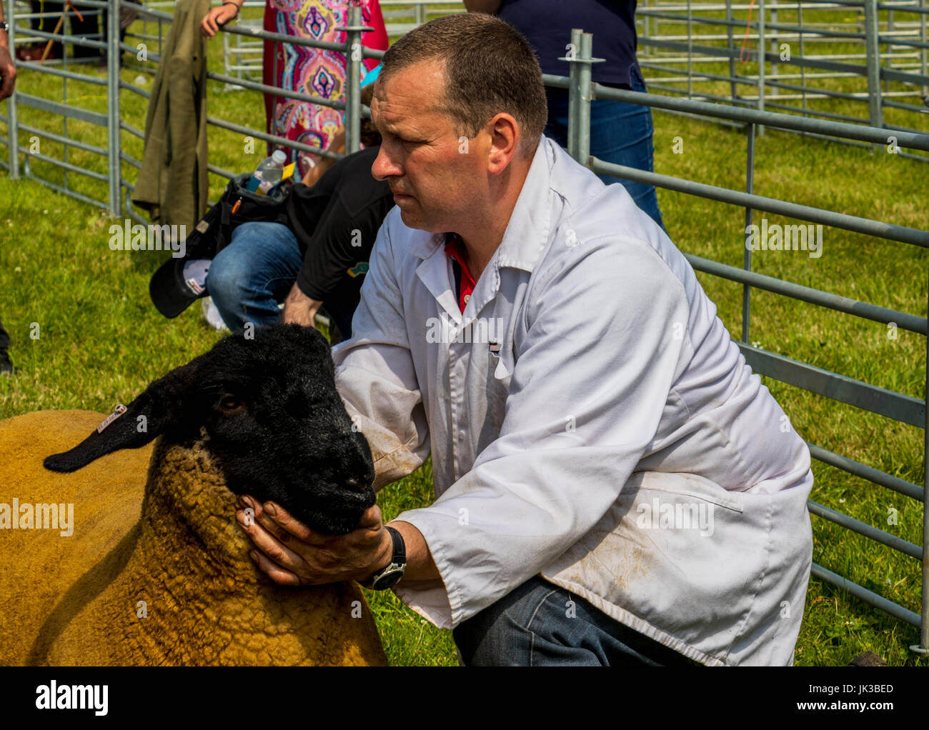 judging sheep at the Royal Cheshire Show Cheshire showground Tabley