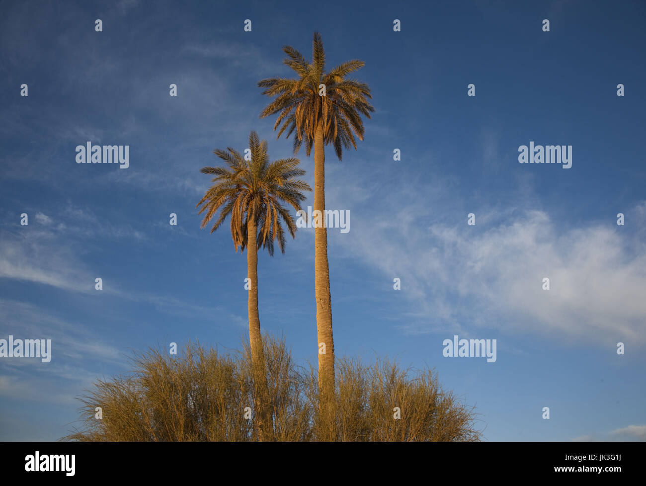 Tunisia, Sahara Desert, Douz, Great Dune, palm trees, dawn Stock Photo
