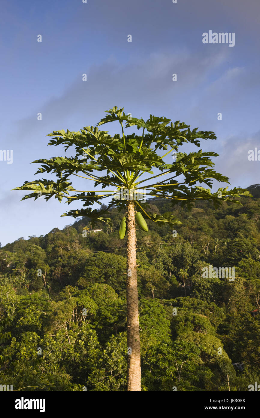 Seychelles, Mahe Island, Jackfruit tree, artocarpus heterophyllus Stock Photo