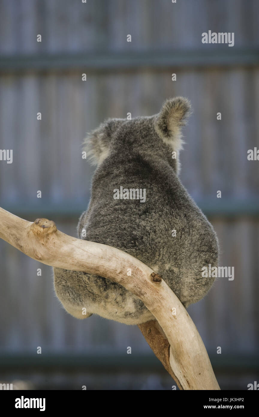 Australia, Queensland, Brisbane Area, Fig Tree Pocket, Lone Pine Koala Sanctuary, Koala, phascolarctos cinereus, Stock Photo