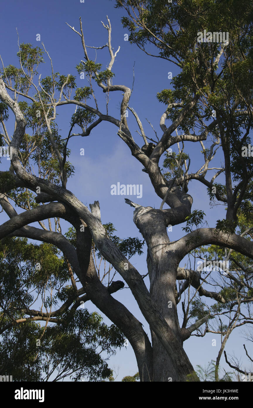 Australia, Queensland, Capricorn Coast, Rockhampton, Trees, Mt. Archer, Stock Photo