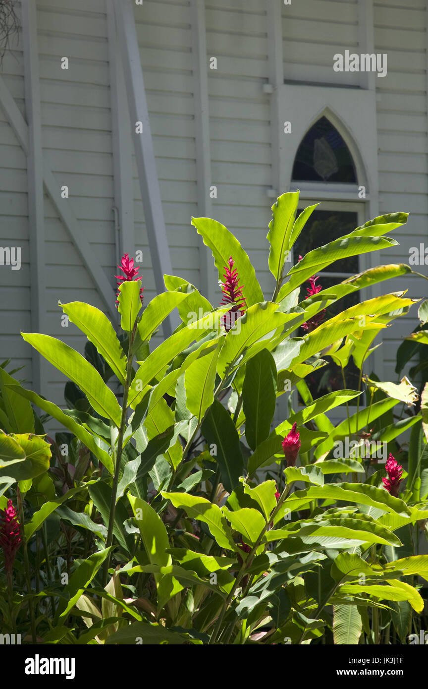 Red ginger plants by st marys by the sea church hires stock
