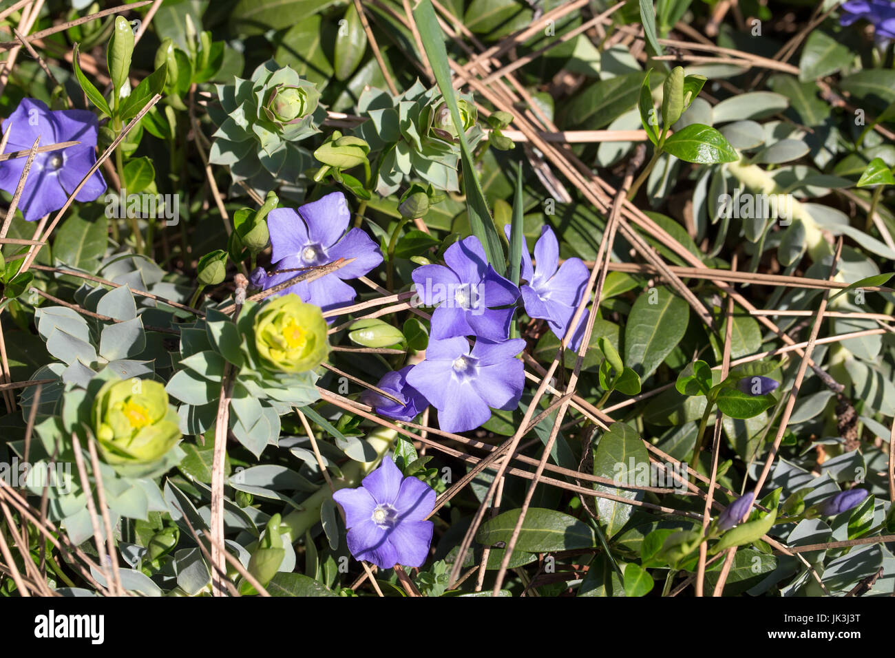 Tiny purple spring flowers Stock Photo - Alamy