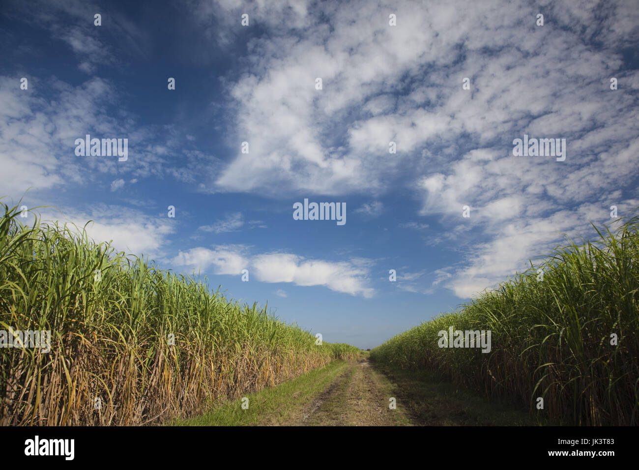 Louisiana sugar cane field hires stock photography and images Alamy