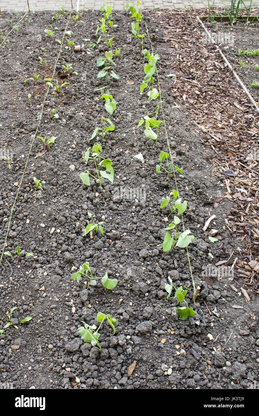 newly planted vegetables in a garden Stock Photo Alamy