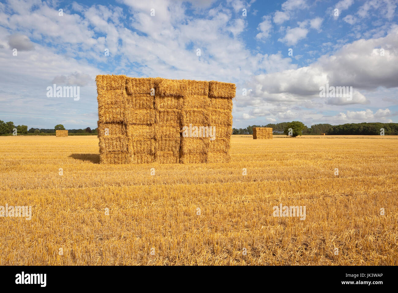 stacked golden straw bales in a field at harvest time in yorkshire ...