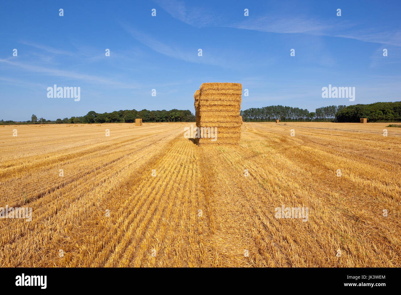 golden straw bales stacked up in a stubble field with woodland under a
