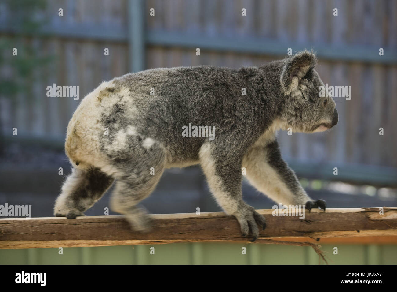 Australia, Queensland, Brisbane Area, Fig Tree Pocket, Lone Pine Koala