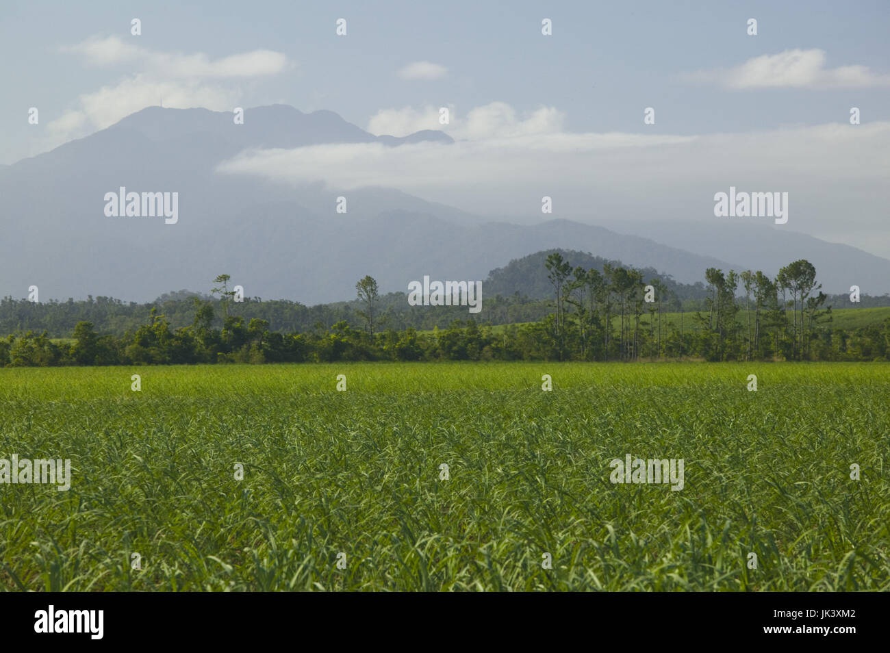 Australia, Queensland, North Coast, Babinda, Distant View of Bartle Frere, Queensland's Highest Mountain, e. 1622 meters, Stock Photo