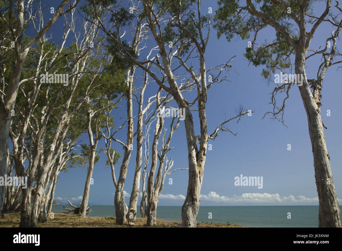 Australia, Queensland, North Coast, Red Cliff Point, Beach Forest on Trinity Bay, Stock Photo