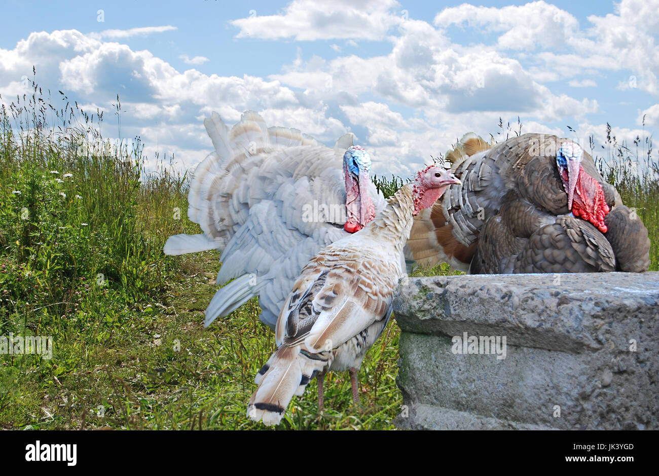 Turkeys birds, two males and one female Stock Photo Alamy