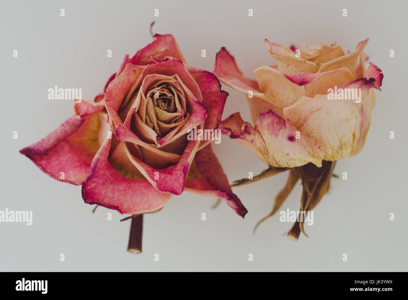 Romantic memories encrypted in roses. Stock Photo