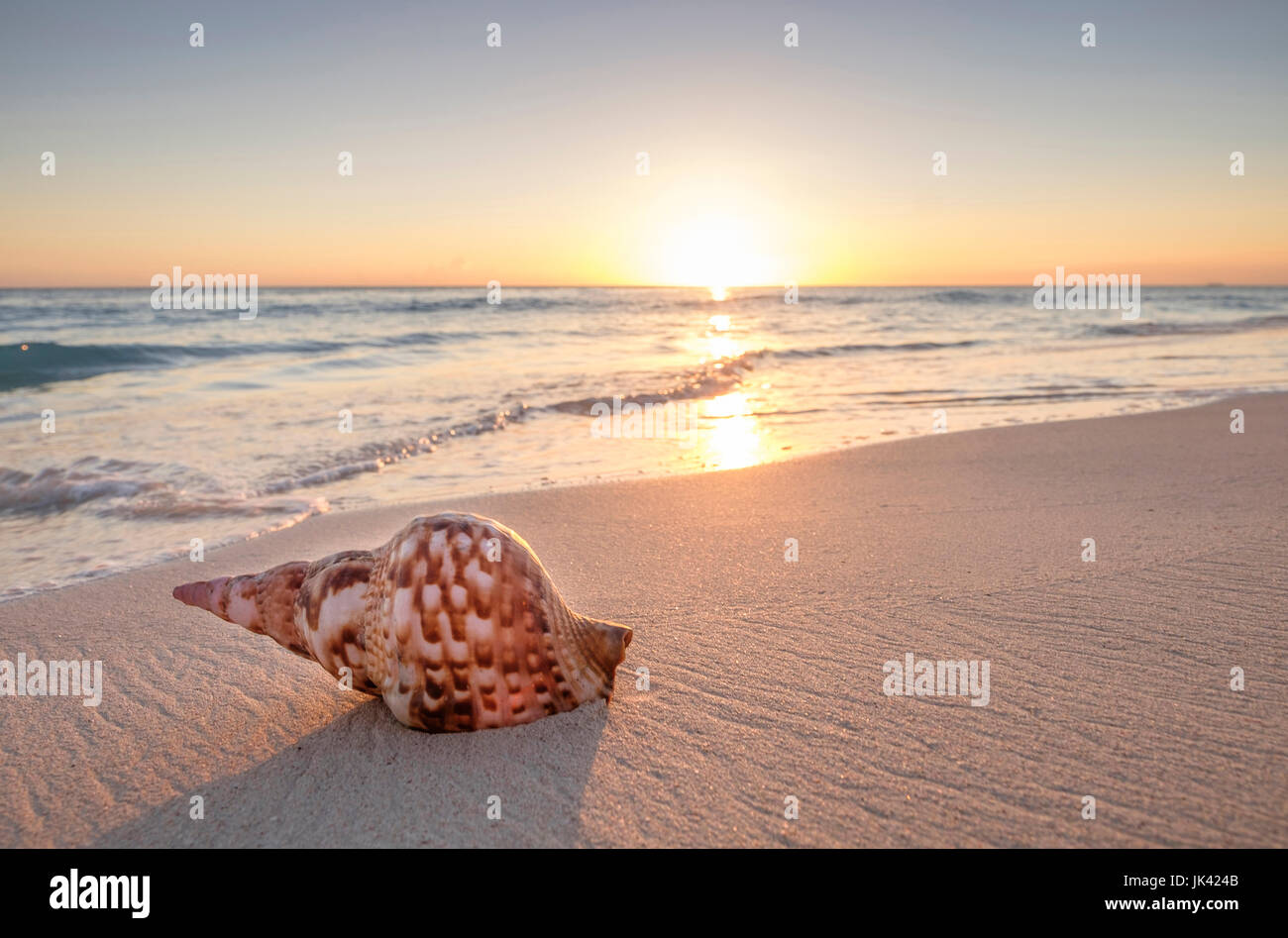 Seashell on beach at sunset Stock Photo