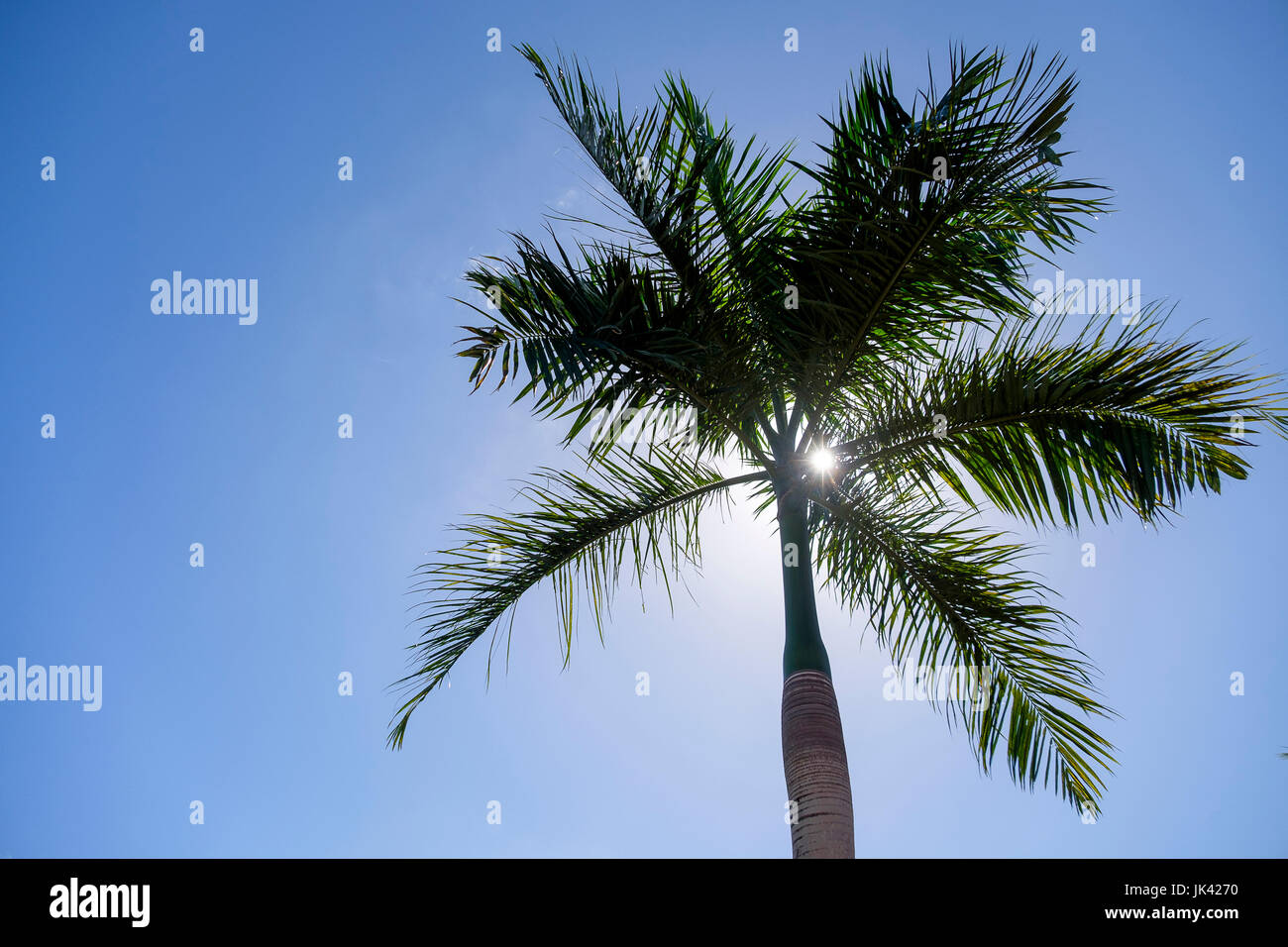 Palm tree in blue sky Stock Photo