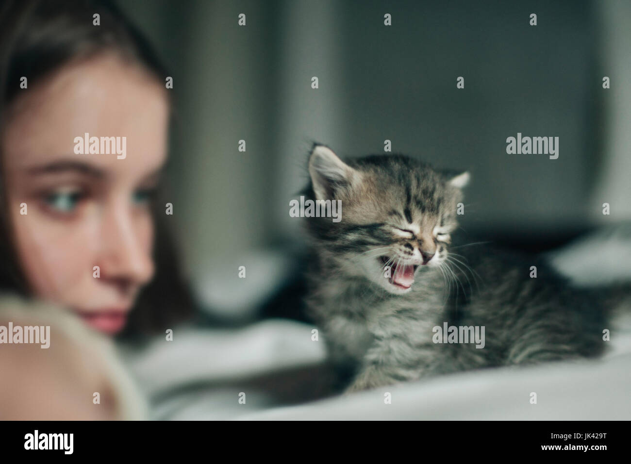 Caucasian woman watching yawning kitten Stock Photo