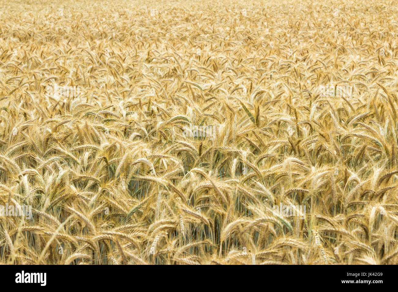 Field of wheat. Plant, nature, rye. Crop on farm. Stem with seed for