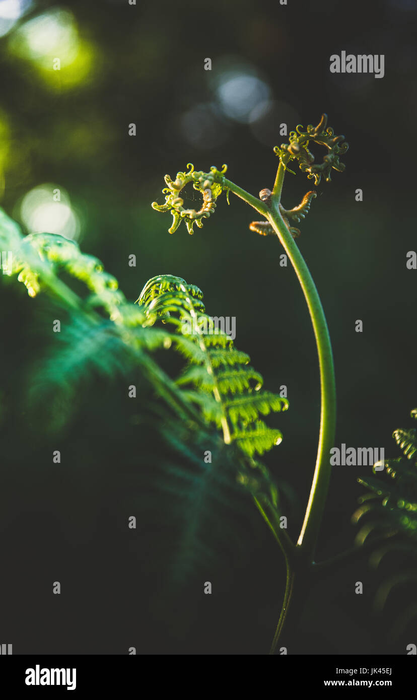 Pteridium aquilinum (bracken, brake or common bracken) Stock Photo