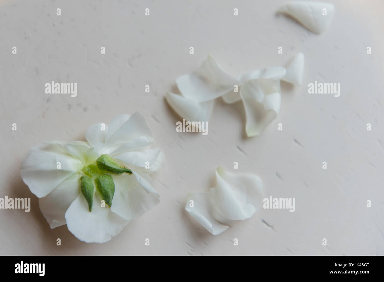White flower petals on table Stock Photo