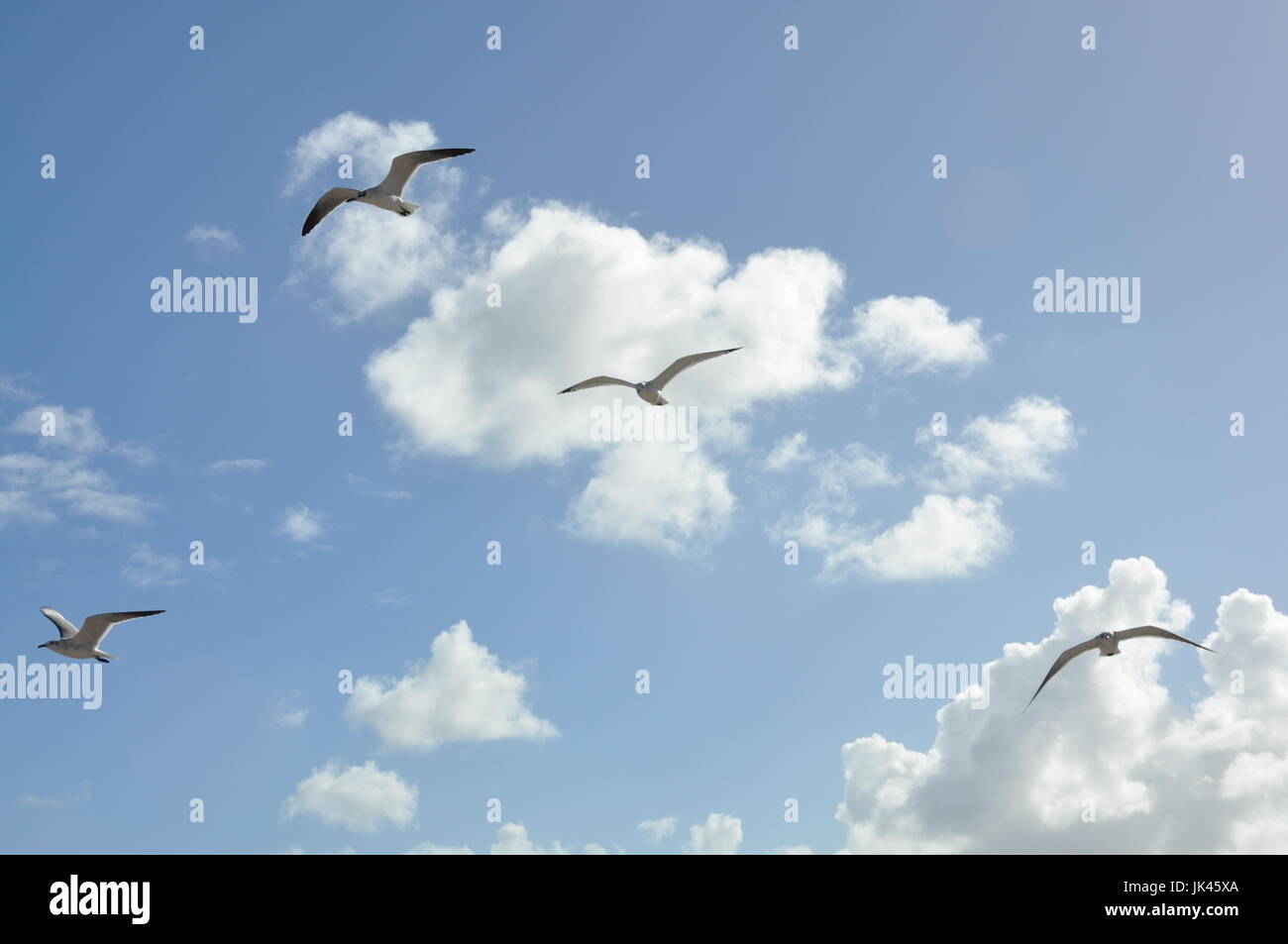 Sunny sky clouds birds hi-res stock photography and images - Alamy