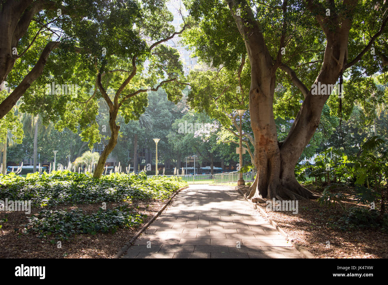 Path with fig tree and flowering plants at Hyde Park in Sydney