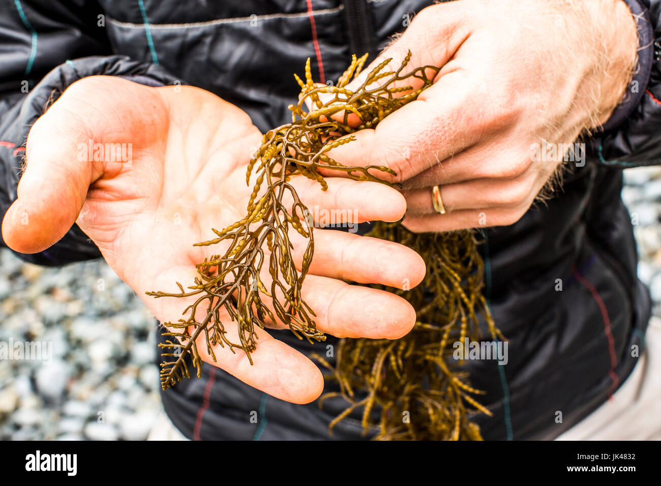 Hands of Caucasian man holding seaweed Stock Photo