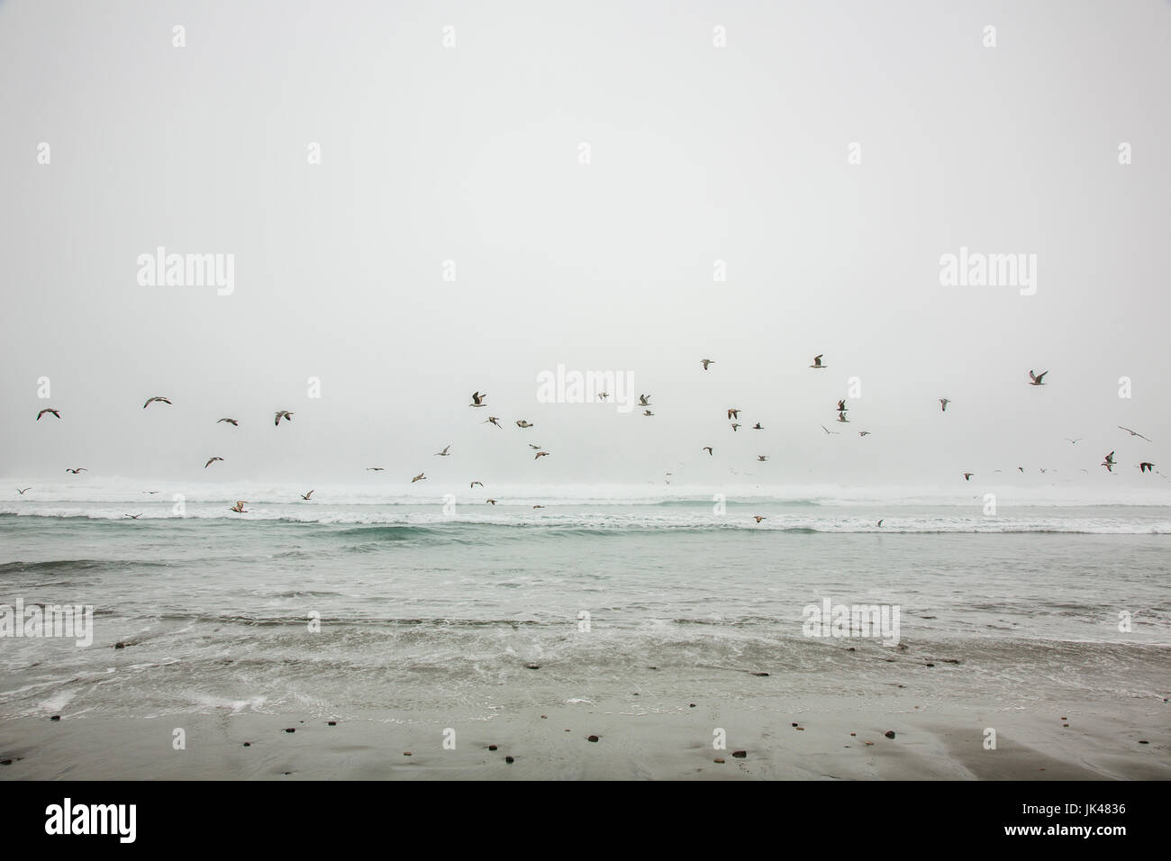 Birds flying on ocean beach Stock Photo