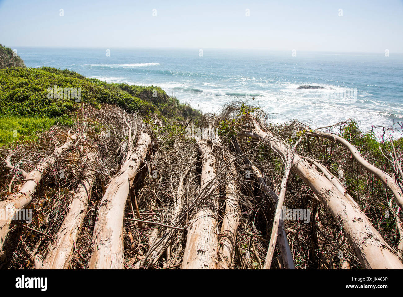Logs near ocean beach Stock Photo