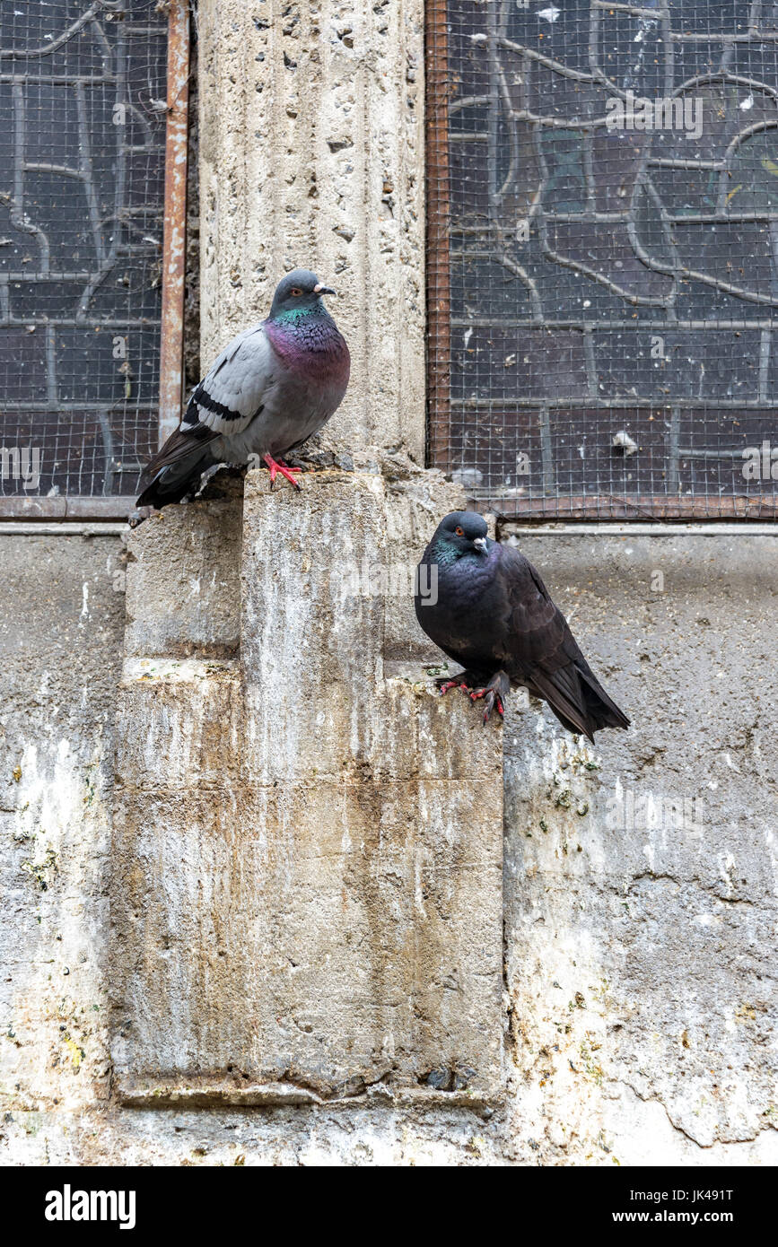 Two pigeons stand on the side of the cathedral in the center of Manizales, Colombia Stock Photo