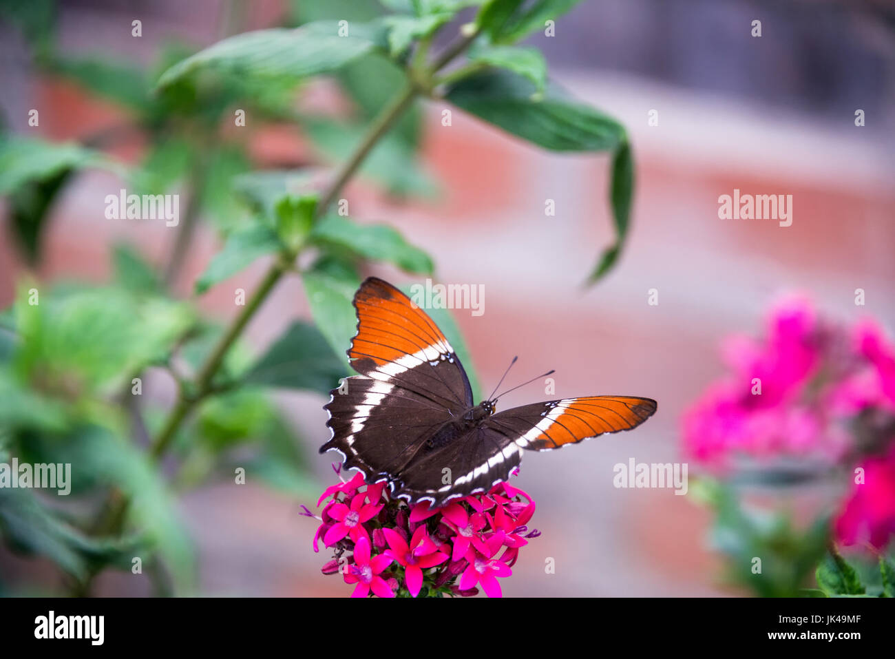 Butterfly on a nice pink flower near Manizales, Colombia Stock Photo