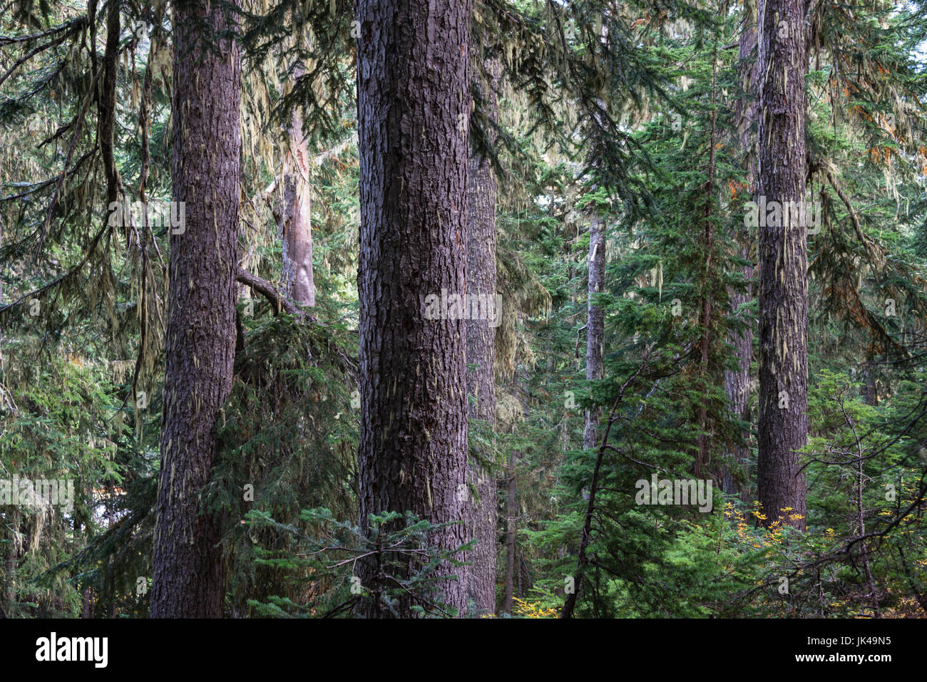 Trunks of pine trees hi-res stock photography and images - Alamy