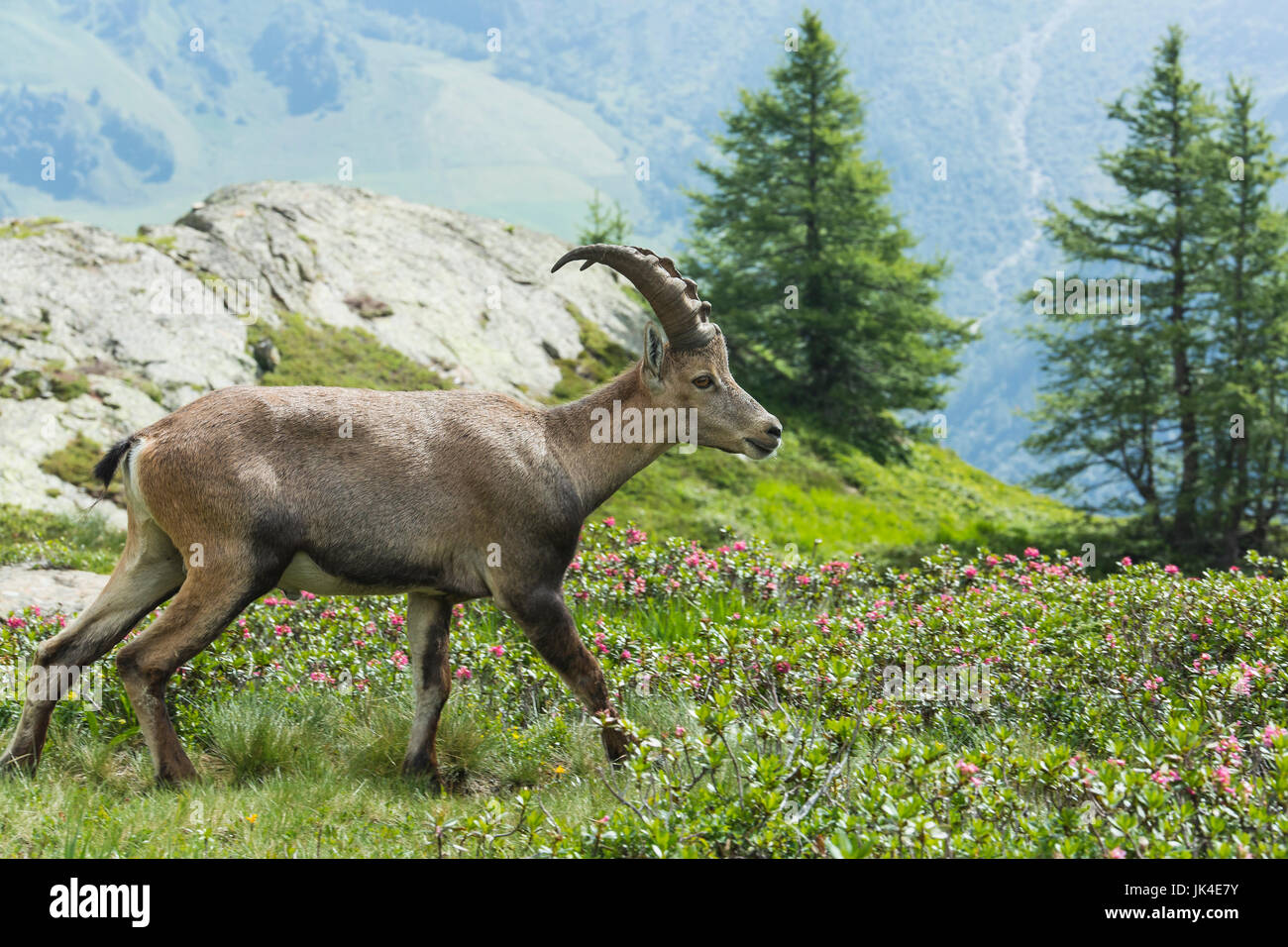 Mountain goat in the grassy meadows of the French Alps above Chamonix Stock Photo - Alamy Mountain goat in the grassy meadows of the French Alps above Chamonix Stock Photo - Alamy