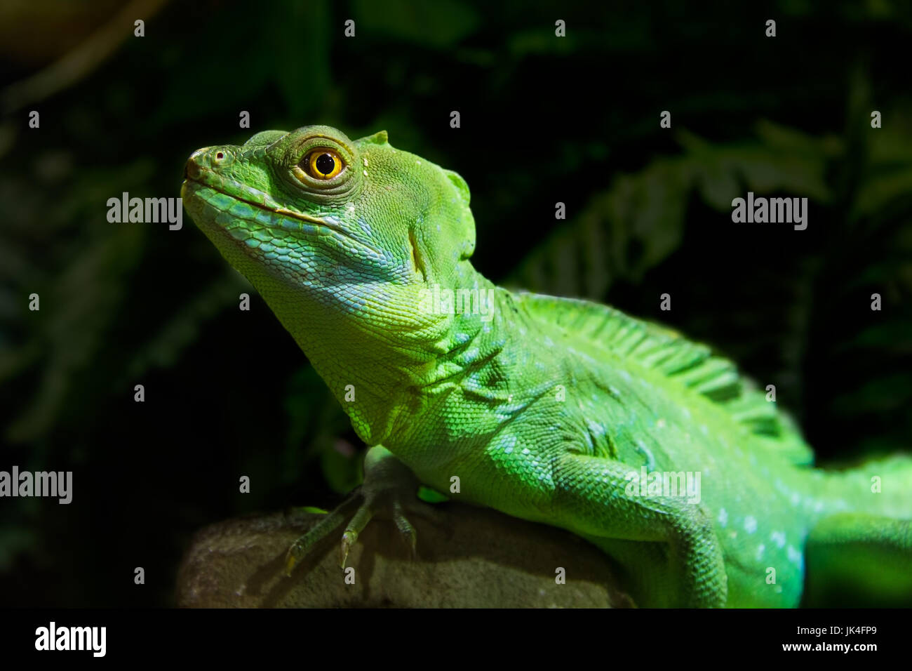 Green Iguana Reptile Portrait Close Up Stock Photo - Alamy