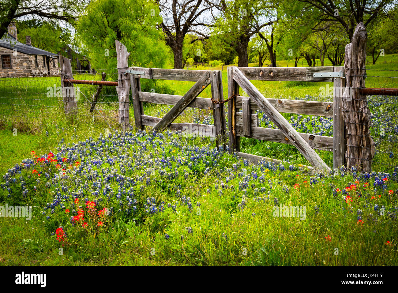 Texas Hill Country Wildflowers by Old Wooden Fence Gate and Pioneer House Stock Photo