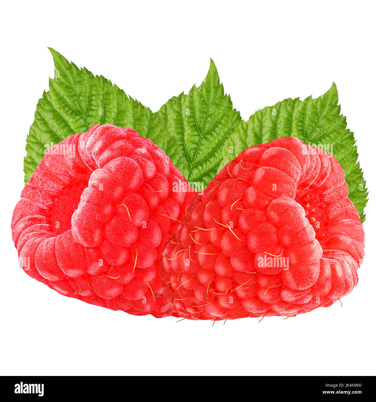 Stock Photo Rasberries Isolated rasberries. Two raspberry isolated on white backgdound as ...