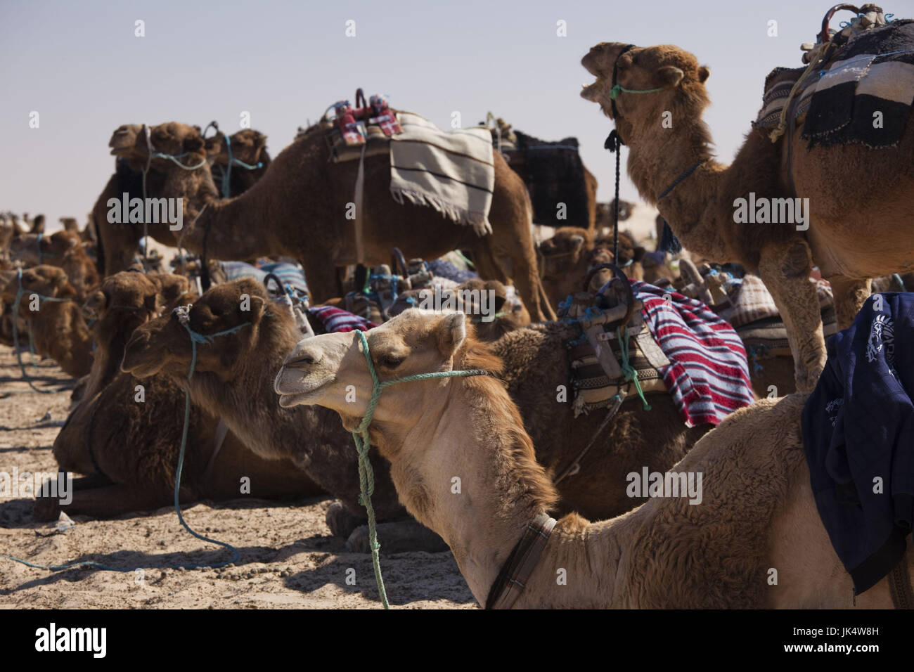 Tunisia, Sahara Desert, Douz, Zone Touristique, Great Dune, camels Stock Photo