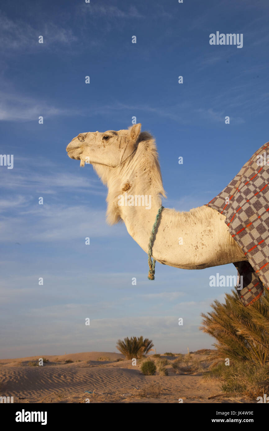 Tunisia, Sahara Desert, Douz, Great Dune, camel, dawn Stock Photo